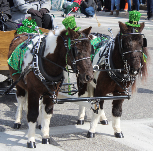 Lake Metroparks mini horses